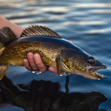 Freshwater fish caught on Squash Lake