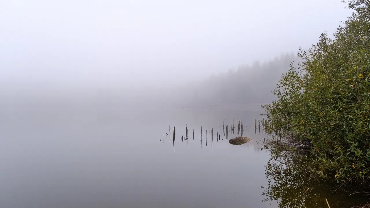 Misty morning on Squash Lake with reeds and fog