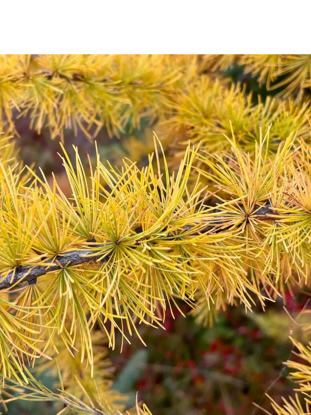 Golden larch needles in autumn at Squash Lake