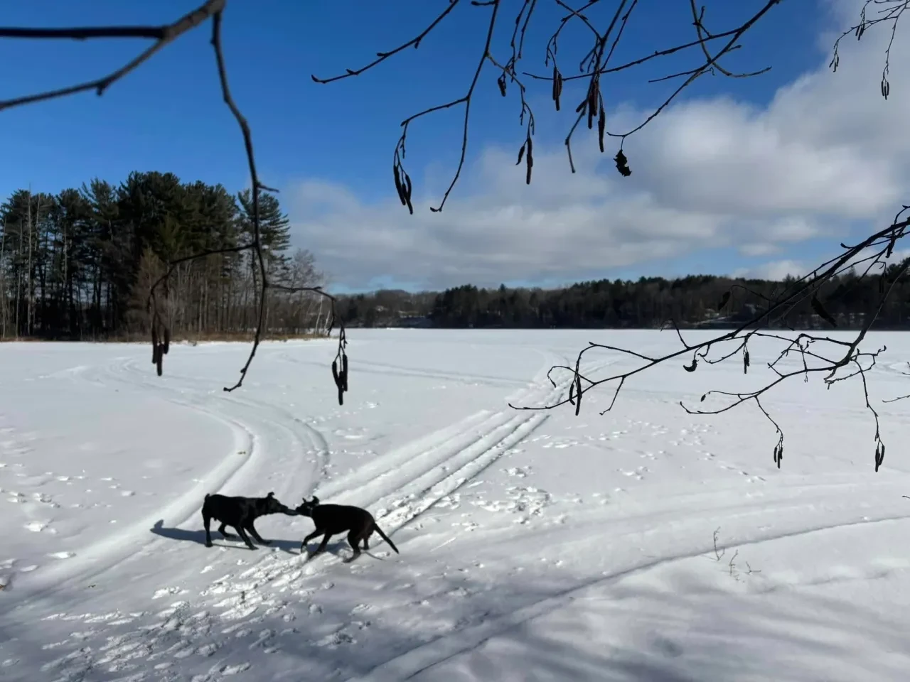 Two dogs playing on frozen Squash Lake in winter