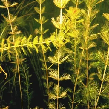 Eurasian Watermilfoil